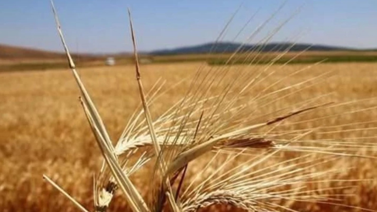 Çiftçiye Mart Müjdesi Geldi! T.C. Kimlik Numarasına Göre Destek Ödemeleri Bugün Başlıyor